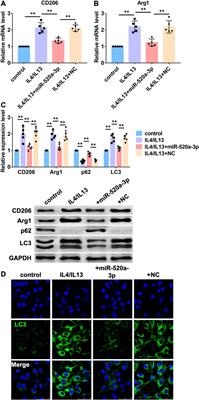 MiR-520a-3p Inhibited Macrophage Polarization and Promoted the Development of Atherosclerosis via Targeting UVRAG in Apolipoprotein E Knockout Mice